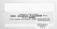 Puccinia recondita image